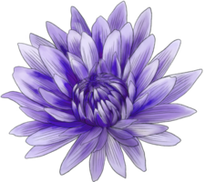 Chrysanthemum purple violet Flower line art colorful outline black petal bud festive holiday png