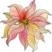 poinsettia Flower line art colorful outline black petal bud festive holiday png