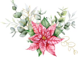 eucalipto y flor de pascua Navidad ramo de flores mano pintado acuarela ilustración png