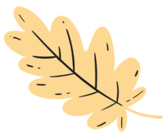 Hand drawn autumn brown  leaf isolated  on png for Thanksgiving  elements