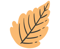Hand drawn autumn brown  leaf isolated  on png for Thanksgiving  elements