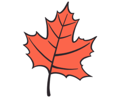 Hand drawn autumn brown  leaf isolated  on png for Thanksgiving  elements