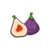 Purple figs in vector cartoon style, isolated on white background.