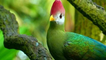RedCrested Turaco, green bird with red head, in nature habitat, video