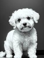 contento perro bichón frise negro y blanco monocromo foto en estudio Encendiendo