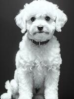 contento perro bichón frise negro y blanco monocromo foto en estudio Encendiendo