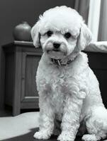 contento perro bichón frise negro y blanco monocromo foto en estudio Encendiendo