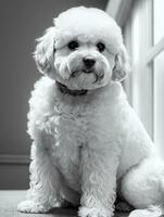 contento perro bichón frise negro y blanco monocromo foto en estudio Encendiendo