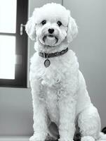 contento perro bichón frise negro y blanco monocromo foto en estudio Encendiendo