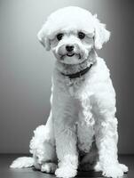 contento perro bichón frise negro y blanco monocromo foto en estudio Encendiendo