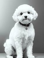 contento perro bichón frise negro y blanco monocromo foto en estudio Encendiendo