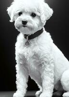 Happy Dog Bichon Frise Black and White Monochrome Photo in Studio Lighting