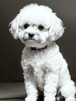 Happy Dog Bichon Frise Black and White Monochrome Photo in Studio Lighting