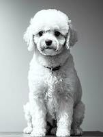 contento perro bichón frise negro y blanco monocromo foto en estudio Encendiendo