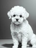 contento perro bichón frise negro y blanco monocromo foto en estudio Encendiendo