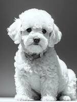 contento perro bichón frise negro y blanco monocromo foto en estudio Encendiendo