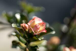 Adenium flowers have 3 colors mixed photo