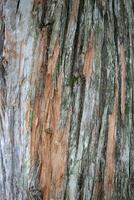 textura de el ladrar de un antiguo árbol con un rojo trompa. foto