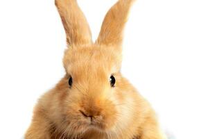 Muzzle of a red rabbit close-up on a white background. photo