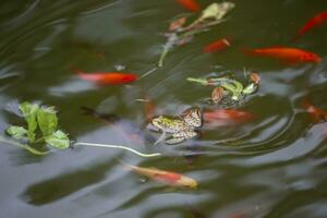 Colorful decorative golden fish swim in an artificial pond, top view. photo