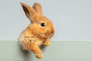 A funny red rabbit hung its fluffy paw on the board. photo