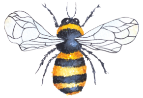 abejas pintado por acuarela.mano dibujado insecto ilustración. png