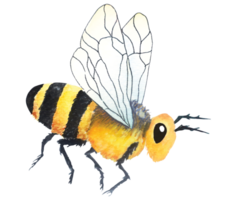 Bees painted by watercolor.Hand drawn insect illustration. png