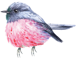 Pink Robin's illustration painted with watercolor.Hand painted pink cute bird with watercolor.Poultry living in ferny temperate rainforest. png