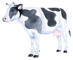 Cow watercolor.Farms animal. png