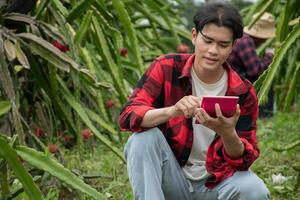 Young asian fruit gardener is using pruning scissors to cut pitahaya, pitaya fruits or dragon fruits from brunches in his own garden, young smart gardener concept. photo