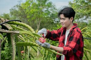 Young asian fruit gardener is using pruning scissors to cut pitahaya, pitaya fruits or dragon fruits from brunches in his own garden, young smart gardener concept. photo