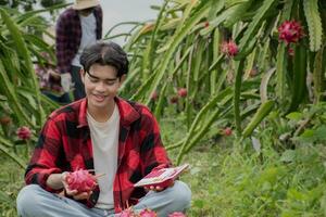 Young asian fruit gardener is using pruning scissors to cut pitahaya, pitaya fruits or dragon fruits from brunches in his own garden, young smart gardener concept. photo