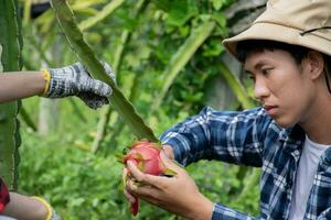 Young asian fruit gardener is using pruning scissors to cut pitahaya, pitaya fruits or dragon fruits from brunches in his own garden, young smart gardener concept. photo