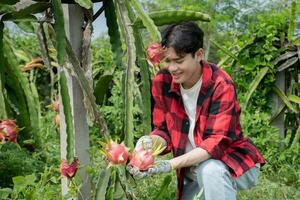 Young asian fruit gardener is using pruning scissors to cut pitahaya, pitaya fruits or dragon fruits from brunches in his own garden, young smart gardener concept. photo