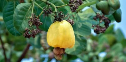 Ripe and raw cashew apple fruits, soft and selective focus. photo