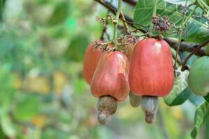 Ripe and raw cashew apple fruits, soft and selective focus. photo