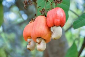 Ripe and raw cashew apple fruits, soft and selective focus. photo