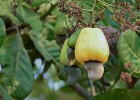 Ripe and raw cashew apple fruits, soft and selective focus. photo