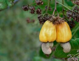 Ripe and raw cashew apple fruits, soft and selective focus. photo