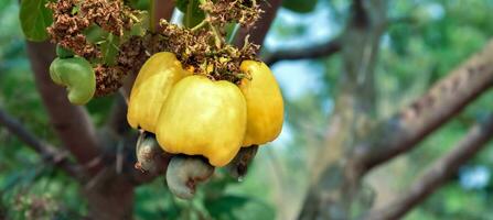 Ripe and raw cashew apple fruits, soft and selective focus. photo