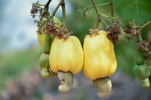 Ripe and raw cashew apple fruits, soft and selective focus. photo