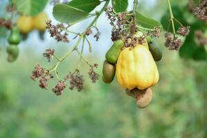 Ripe and raw cashew apple fruits, soft and selective focus. photo