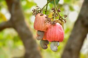 Ripe and raw cashew apple fruits, soft and selective focus. photo