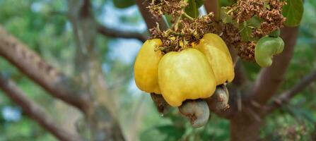 Ripe and raw cashew apple fruits, soft and selective focus. photo