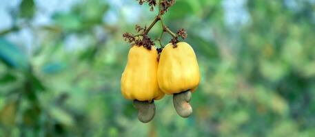 Ripe and raw cashew apple fruits, soft and selective focus. photo