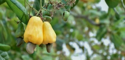 Ripe and raw cashew apple fruits, soft and selective focus. photo