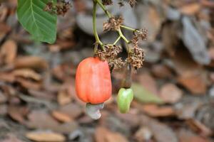 Ripe and raw cashew apple fruits, soft and selective focus. photo