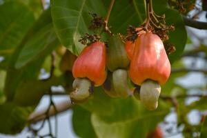 Ripe and raw cashew apple fruits, soft and selective focus. photo