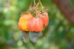 Ripe and raw cashew apple fruits, soft and selective focus. photo