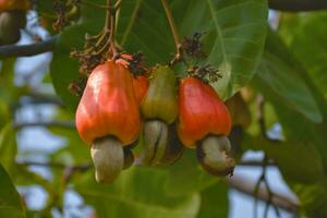 Ripe and raw cashew apple fruits, soft and selective focus. photo